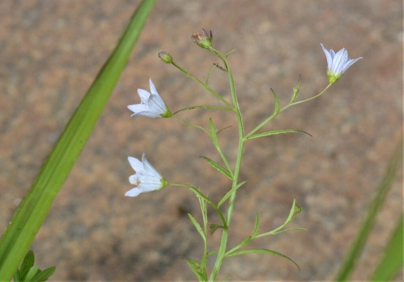 Marsh Bellflower photo 4