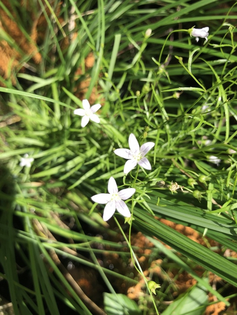Marsh Bellflower photo 5