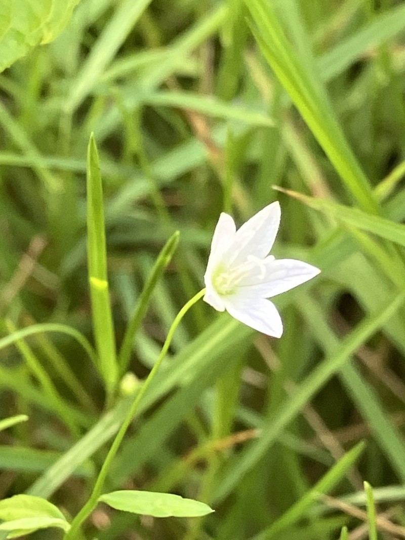 Marsh Bellflower photo 6