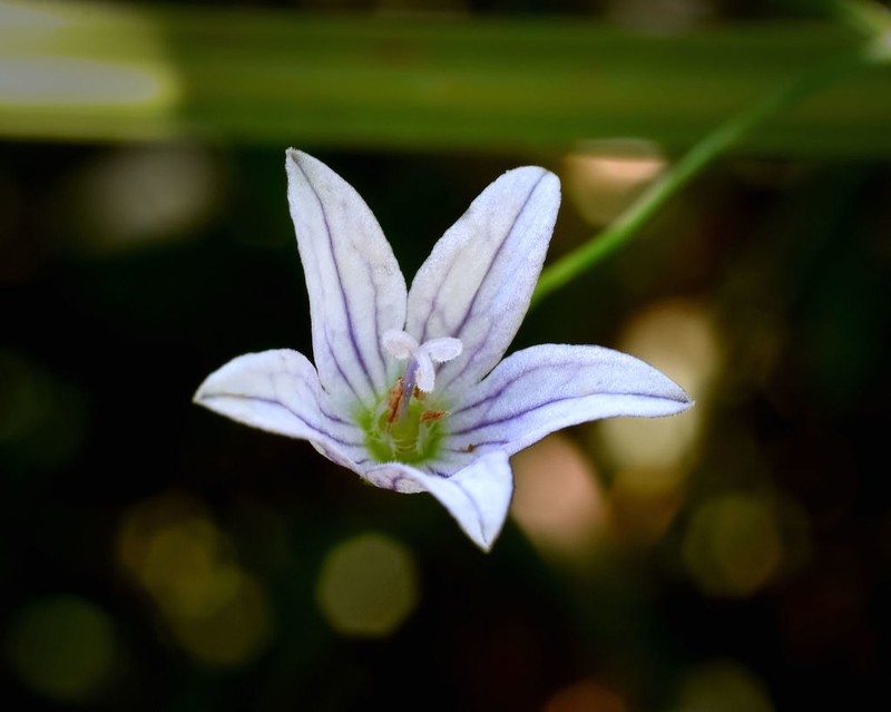 Marsh Bellflower photo 7