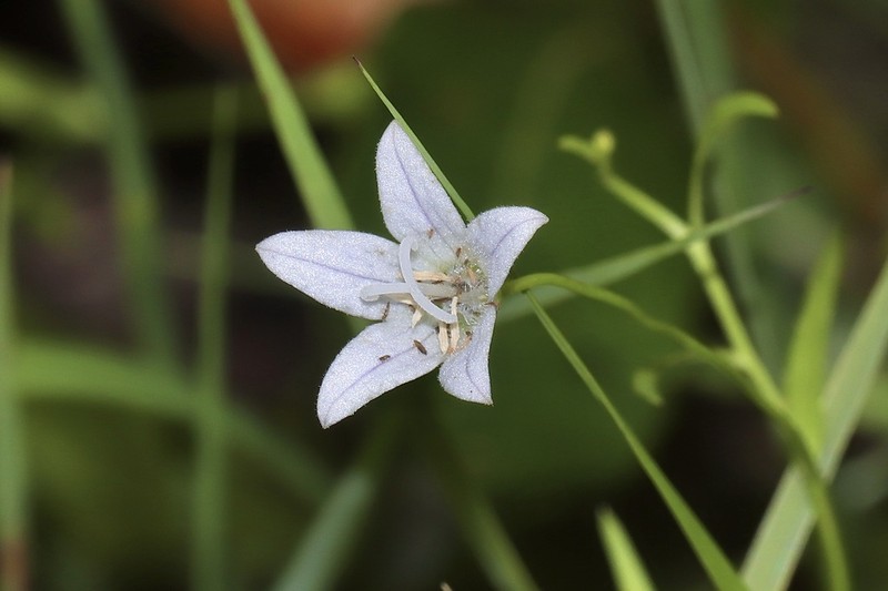 Marsh Bellflower photo 8