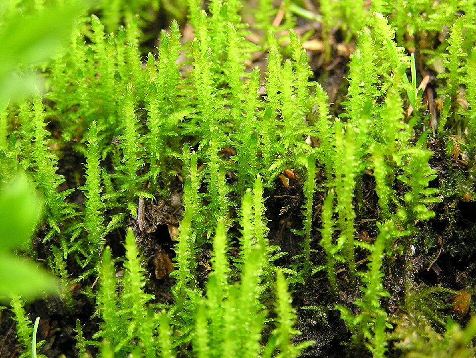 Palustriella Moss
