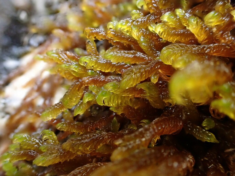 Palustriella Moss