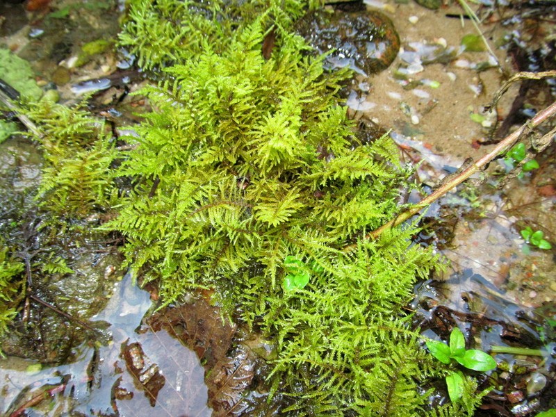 Palustriella Moss photo 2