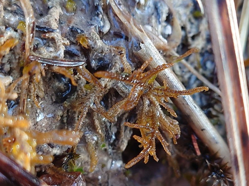 Palustriella Moss photo 3