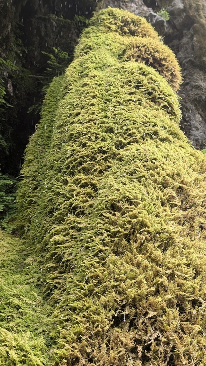 Palustriella Moss photo 4