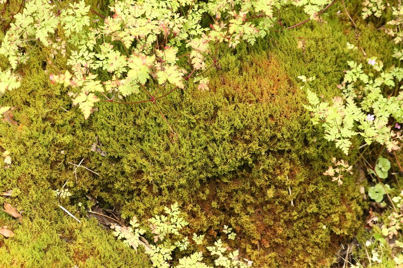 Palustriella Moss photo 5