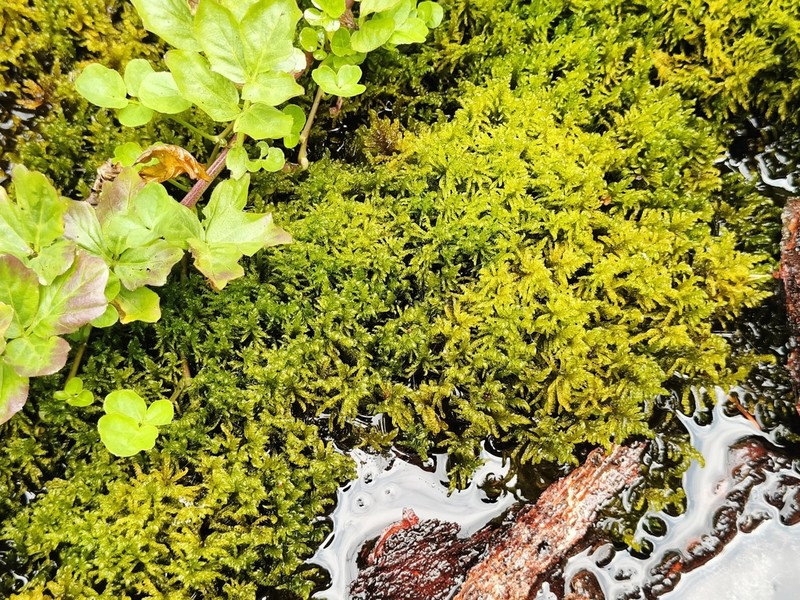 Palustriella Moss photo 6