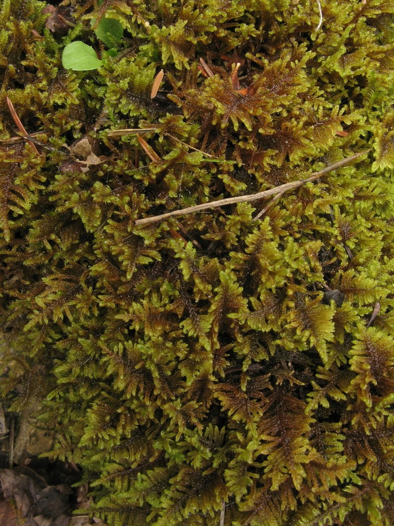 Palustriella Moss photo 7