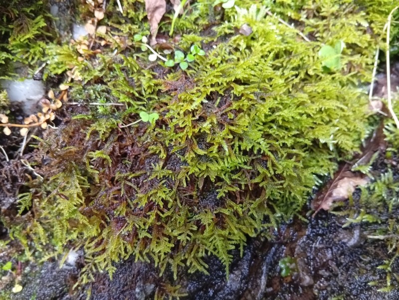 Palustriella Moss photo 8