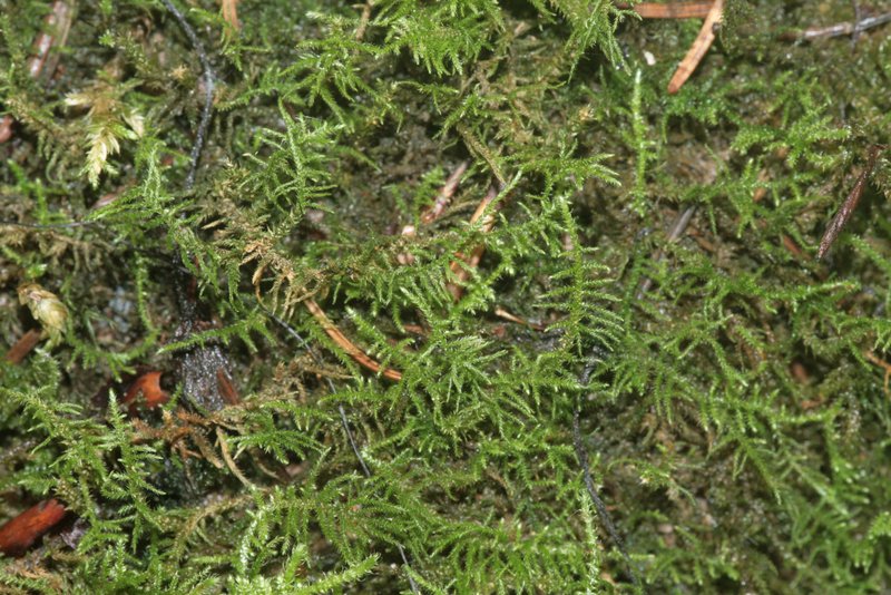 Palustriella Moss