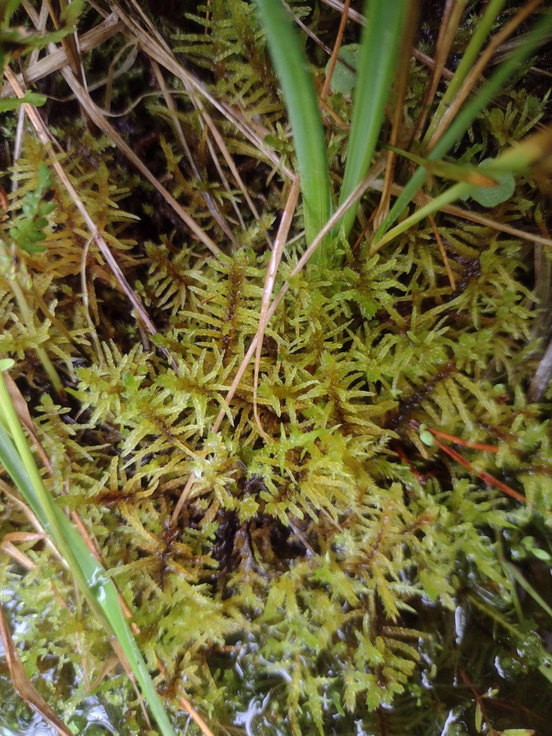 Palustriella Moss