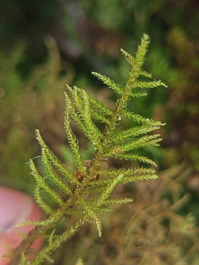 Palustriella Moss photo 2