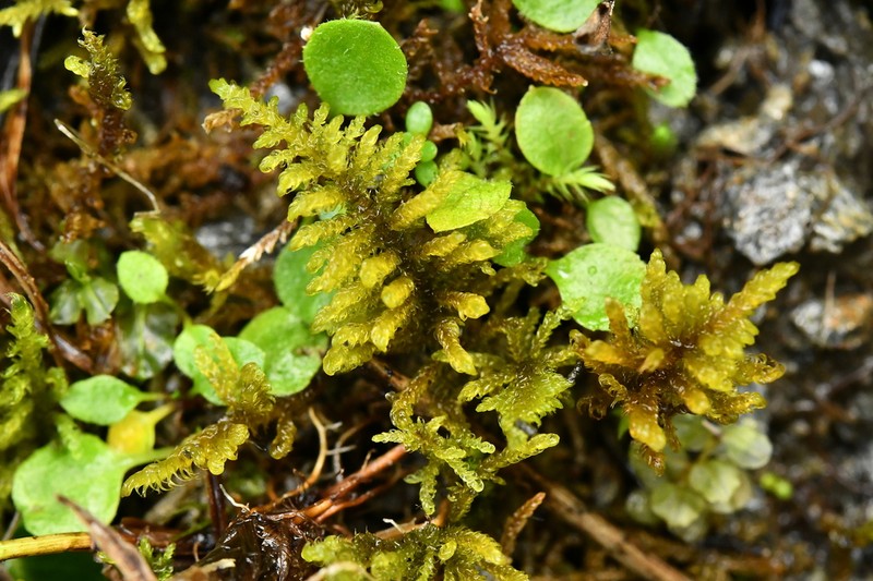 Palustriella Moss photo 3