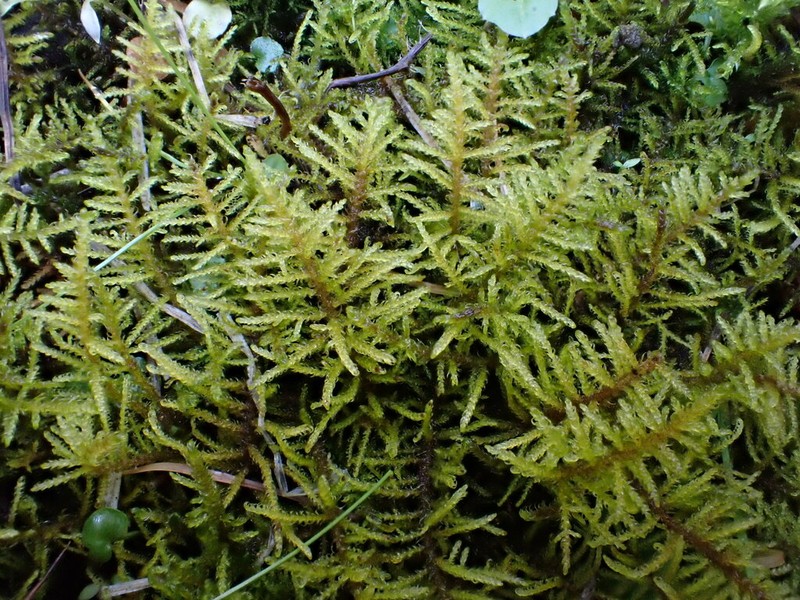 Palustriella Moss photo 4