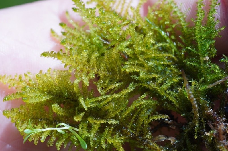 Palustriella Moss photo 5