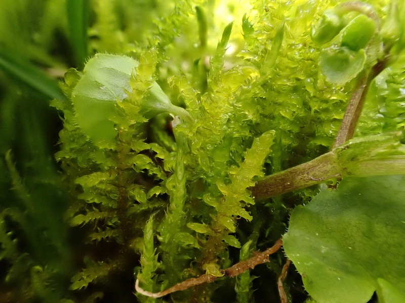 Palustriella Moss photo 6