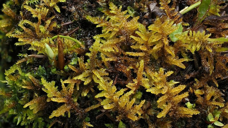 Palustriella Moss photo 7