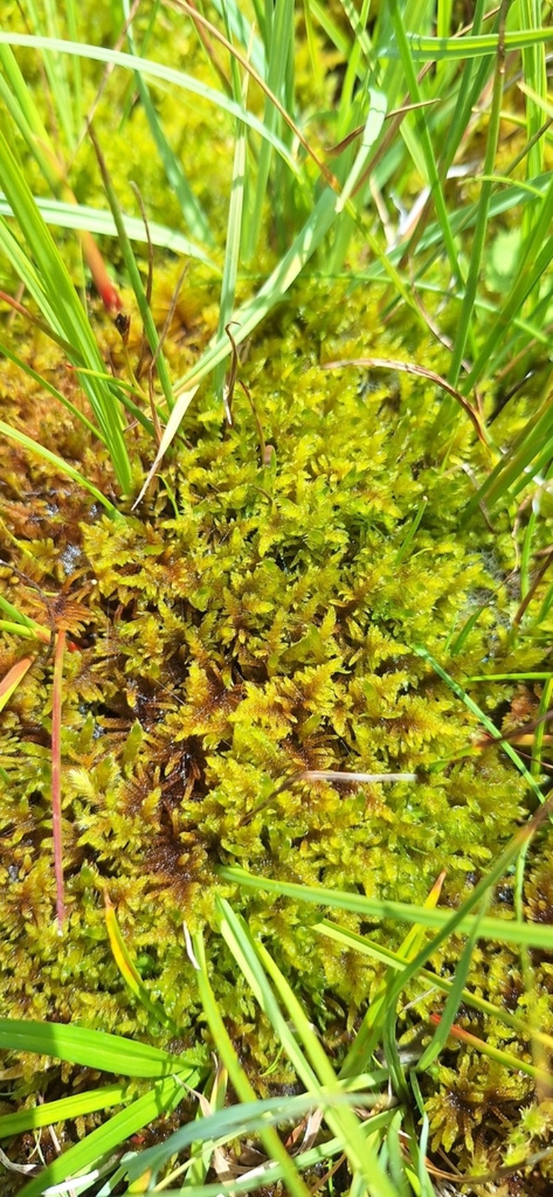 Palustriella Moss photo 8