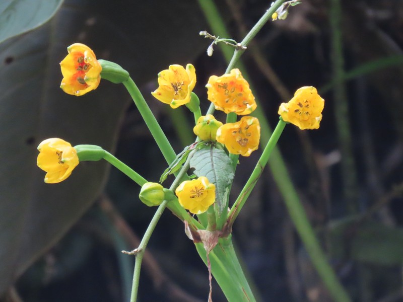 Pamianthe ecollis photo 2