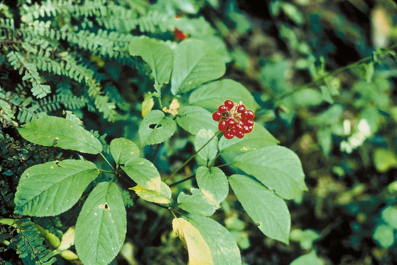 American Ginseng photo 2
