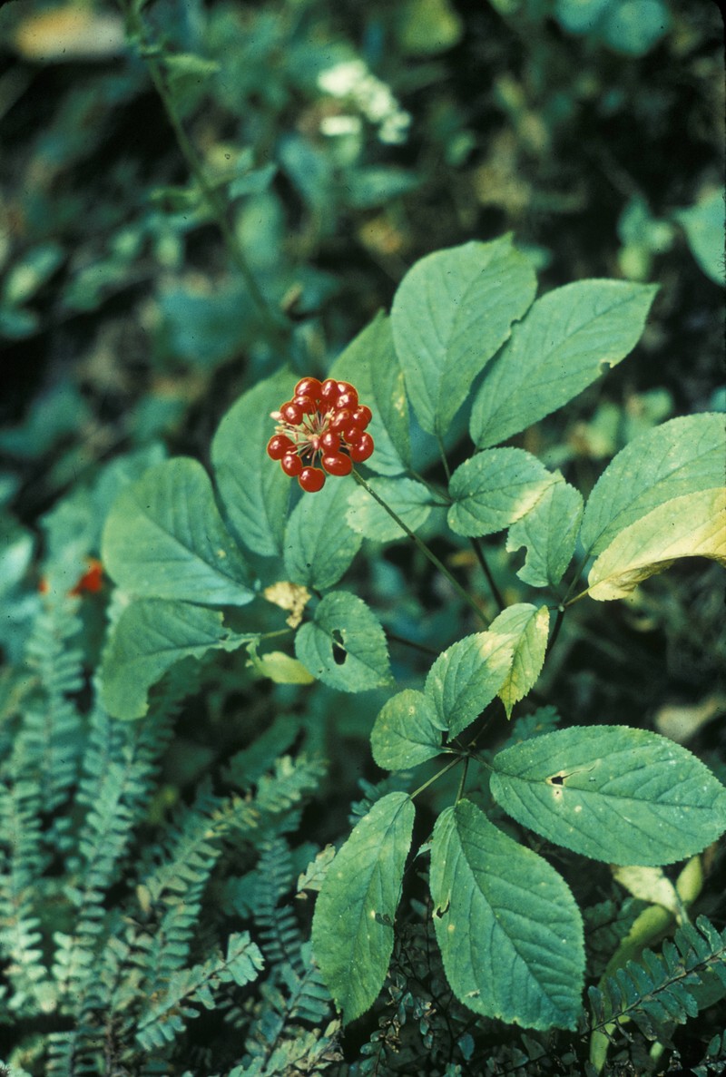 American Ginseng photo 3