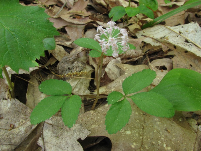 Dwarf Ginseng photo 2