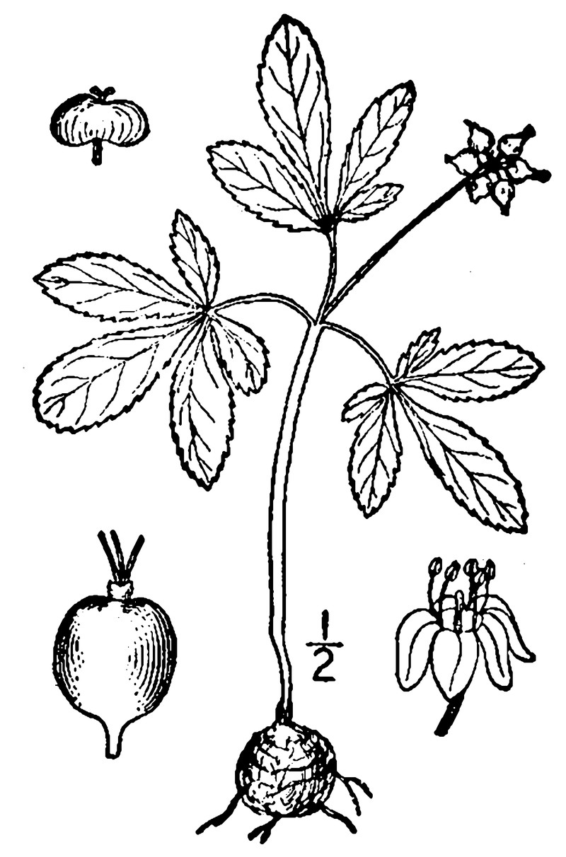 Dwarf Ginseng photo 3