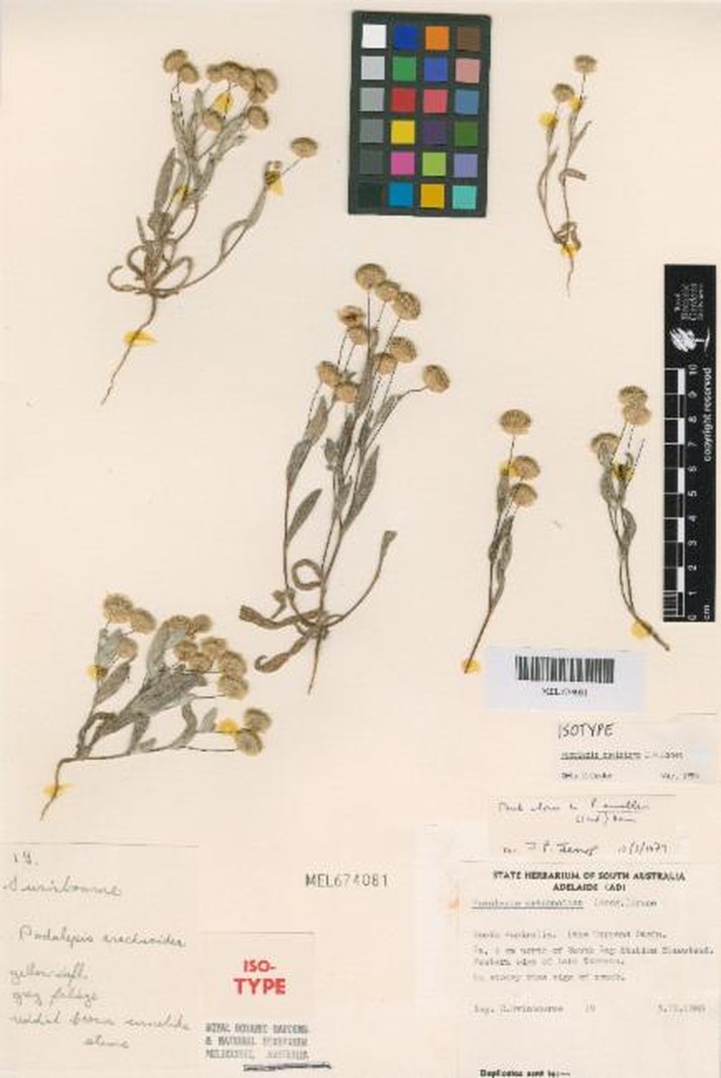 Panaetia davisiana