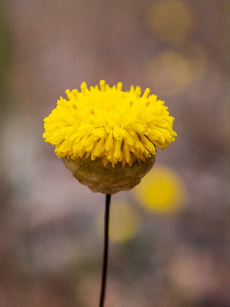 Panaetia lessonii