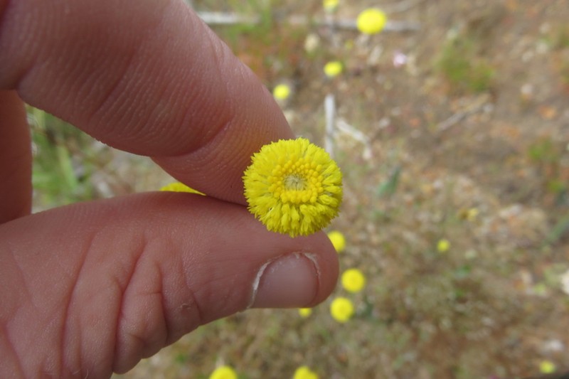 Panaetia lessonii photo 2