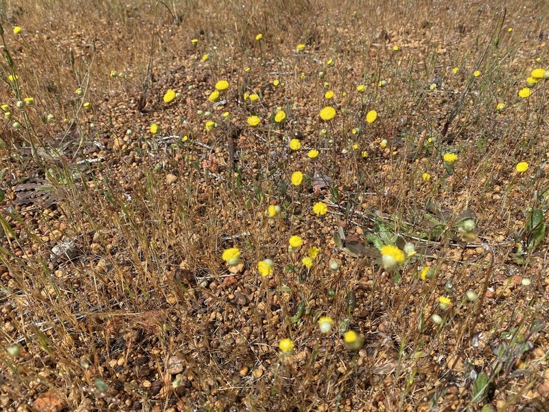 Panaetia lessonii photo 4