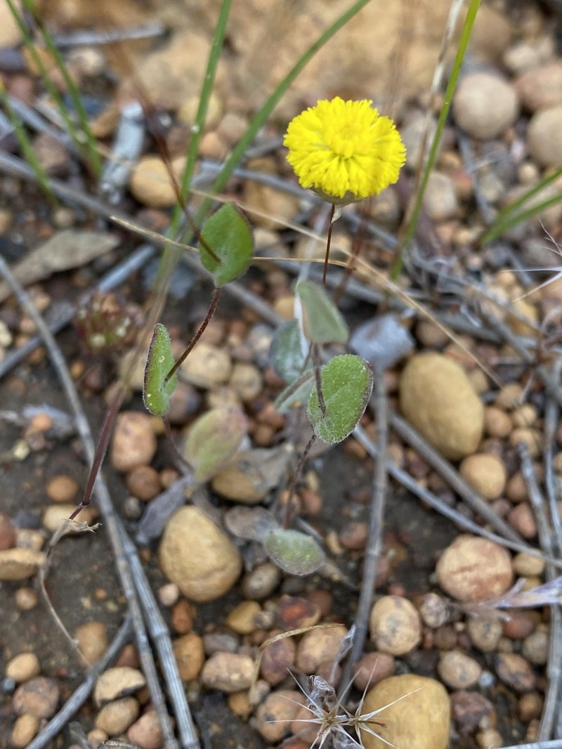 Panaetia lessonii photo 5