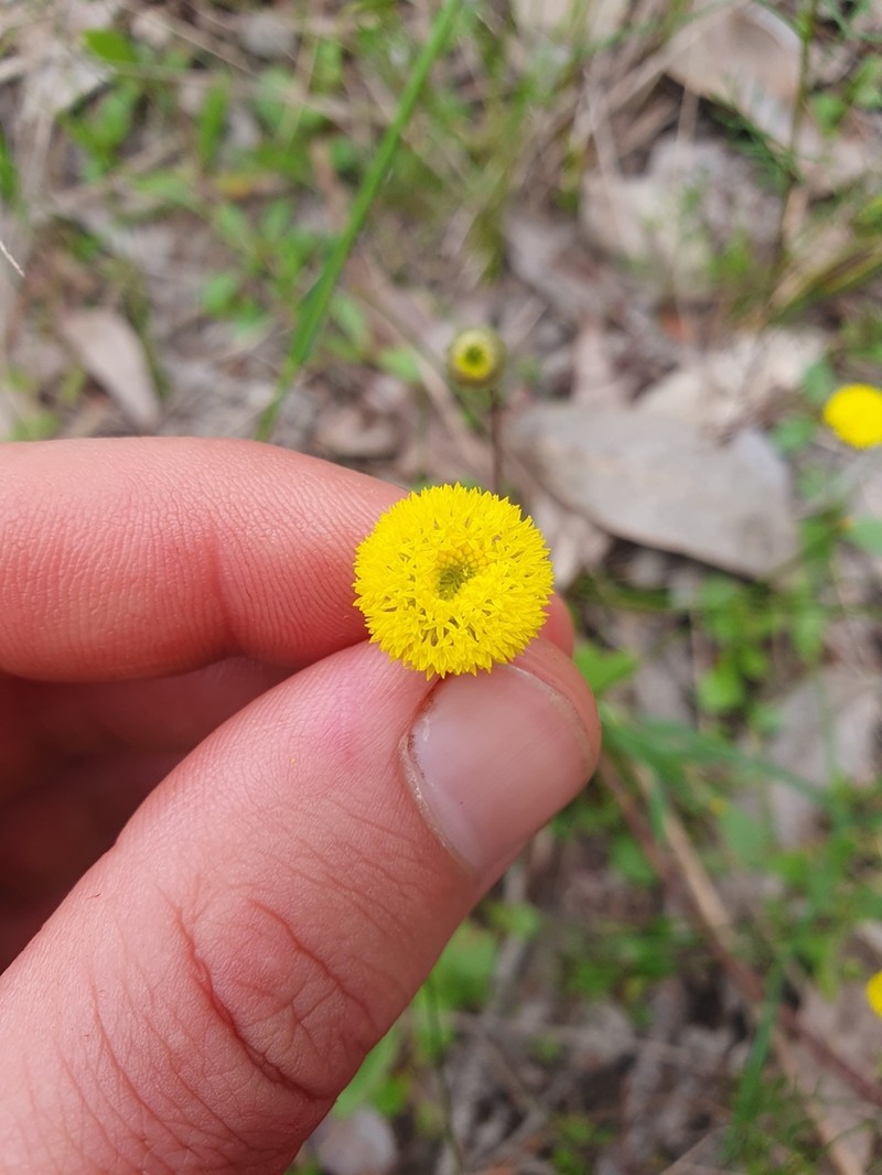 Panaetia lessonii photo 6