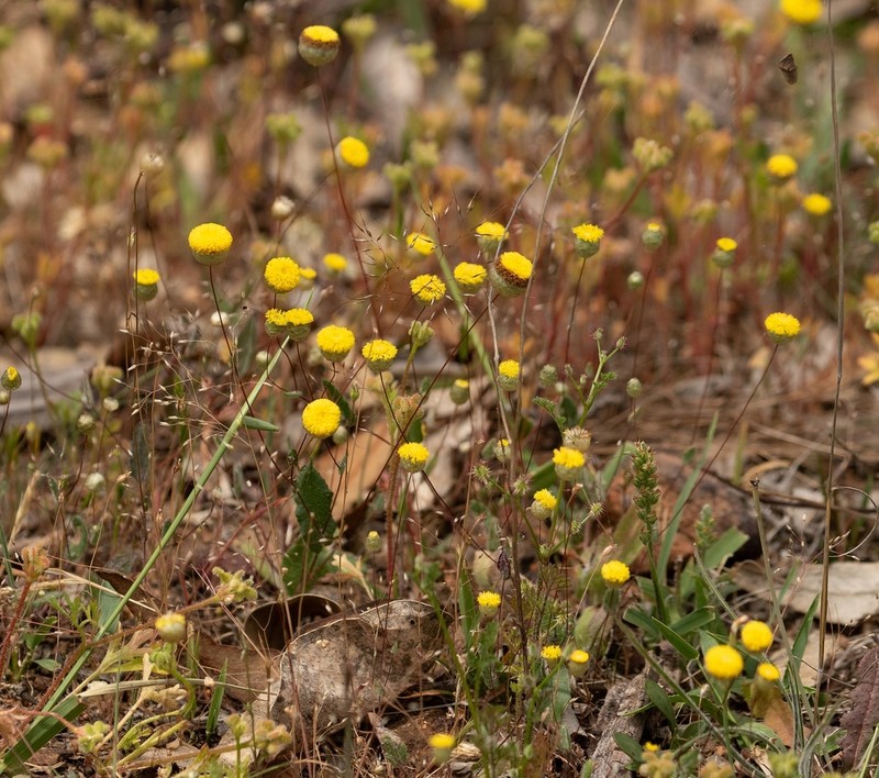 Panaetia lessonii photo 7