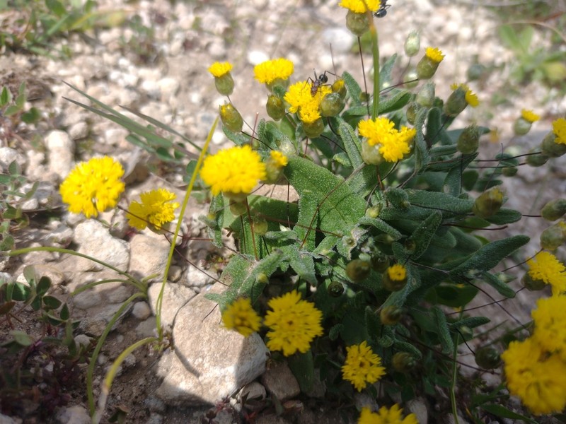 Panaetia muelleri
