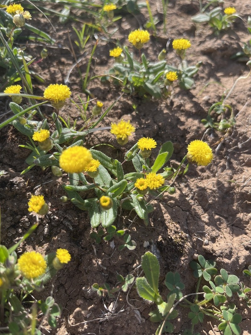 Panaetia muelleri photo 2