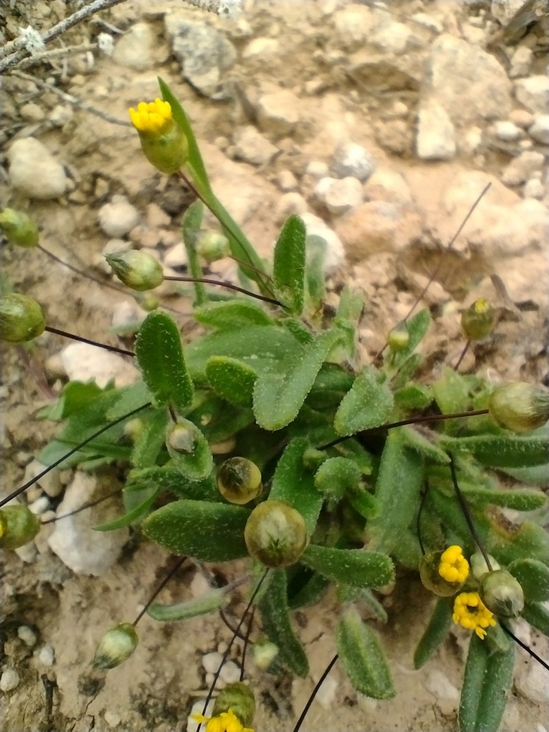 Panaetia muelleri photo 3
