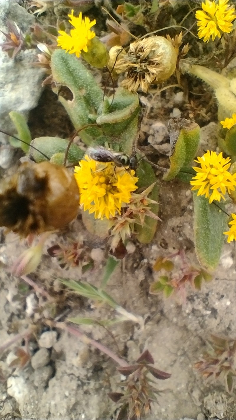 Panaetia muelleri photo 4