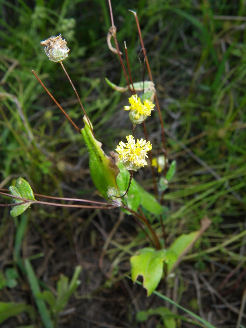Panaetia muelleri photo 5