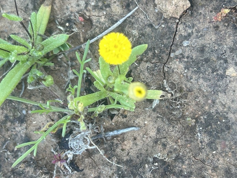 Panaetia muelleri photo 6