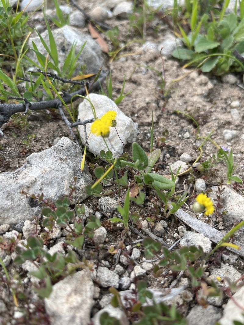 Panaetia muelleri photo 8