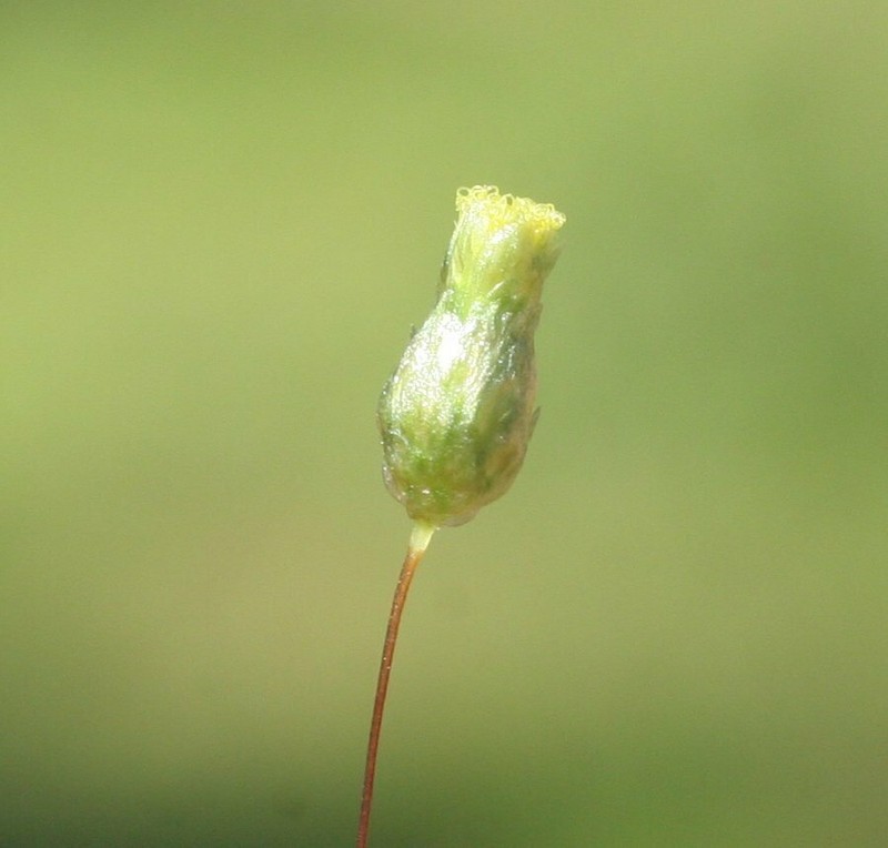 Panaetia tepperi