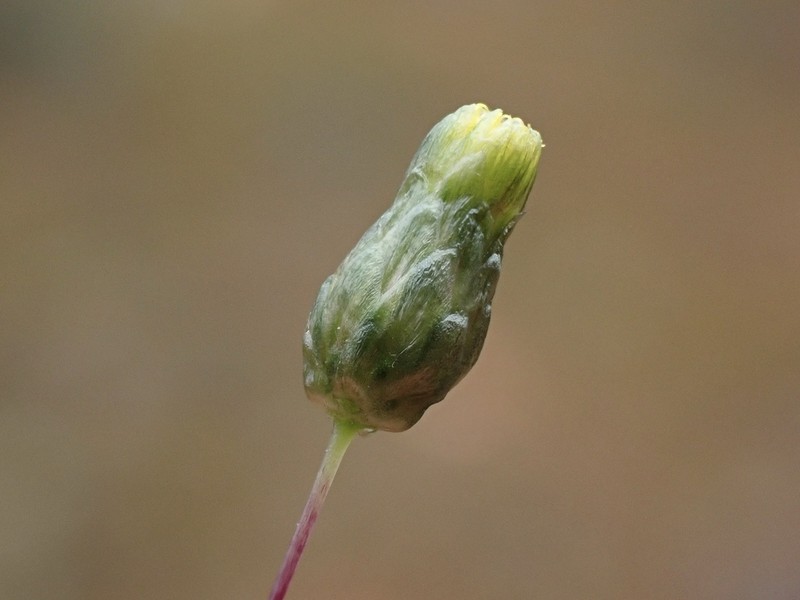 Panaetia tepperi photo 4