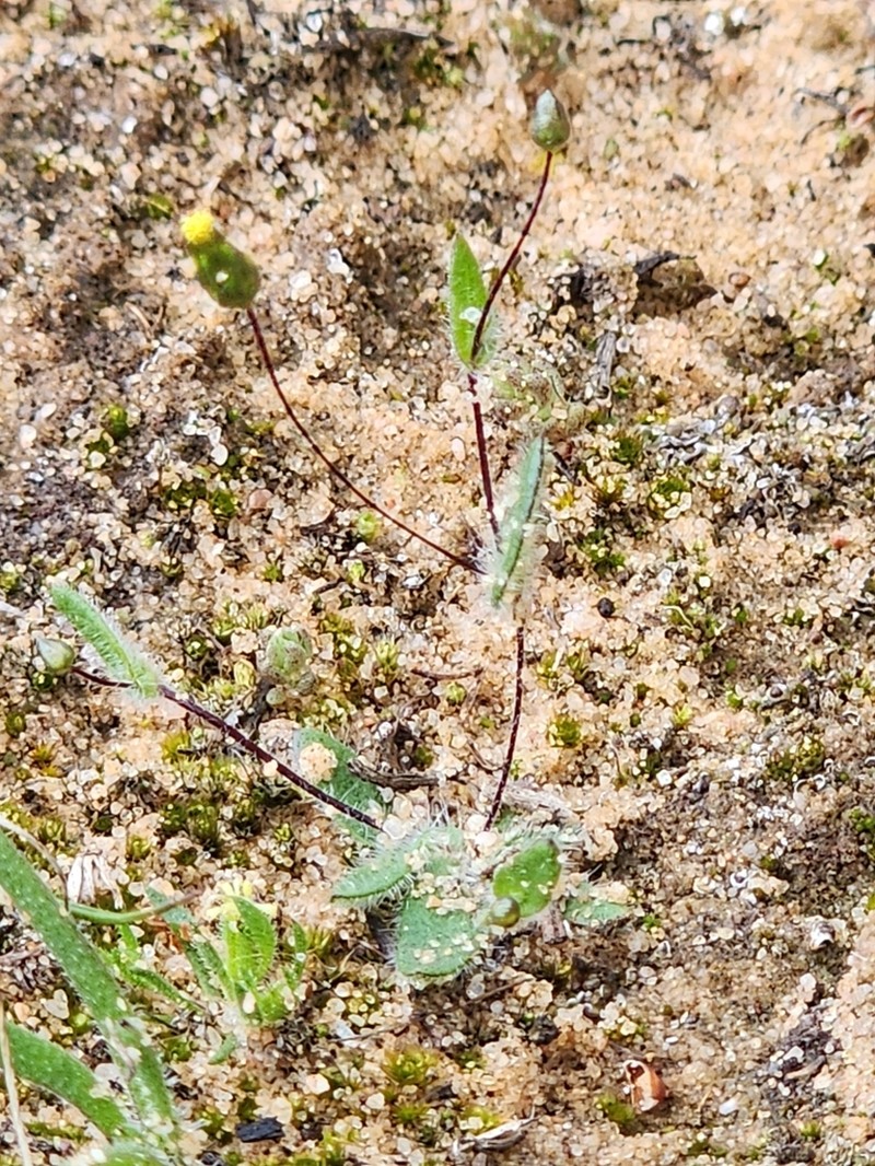 Panaetia tepperi photo 5