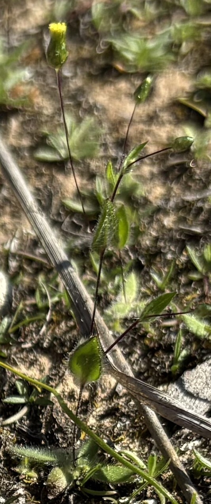 Panaetia tepperi photo 8
