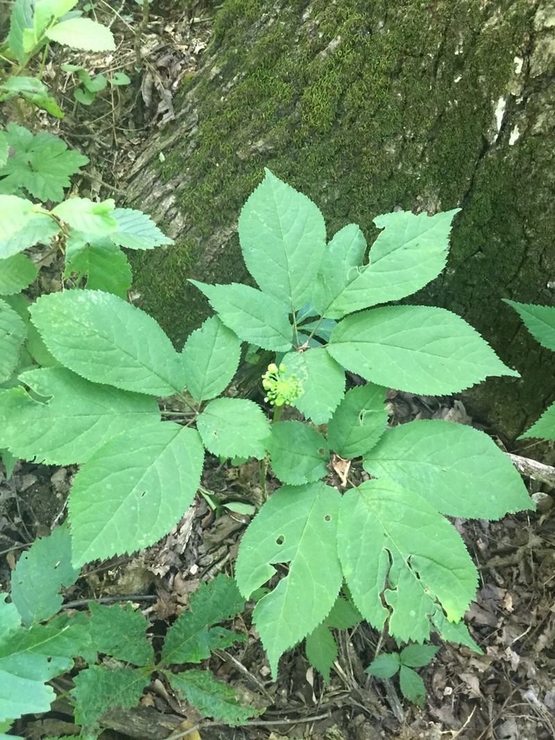 American Ginseng photo 2