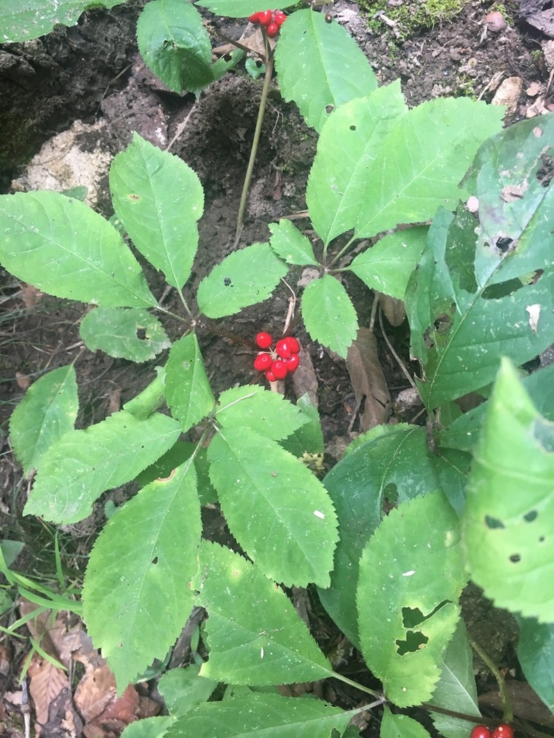 American Ginseng photo 3