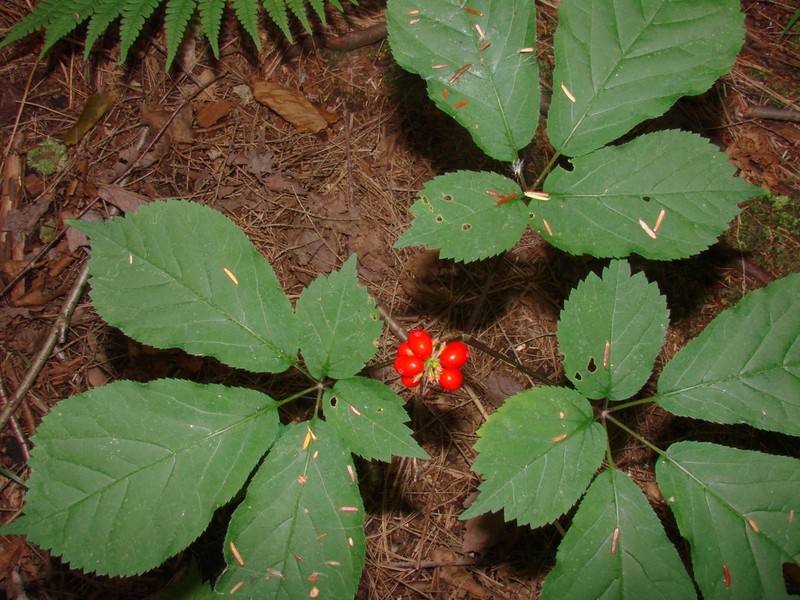 American Ginseng photo 4