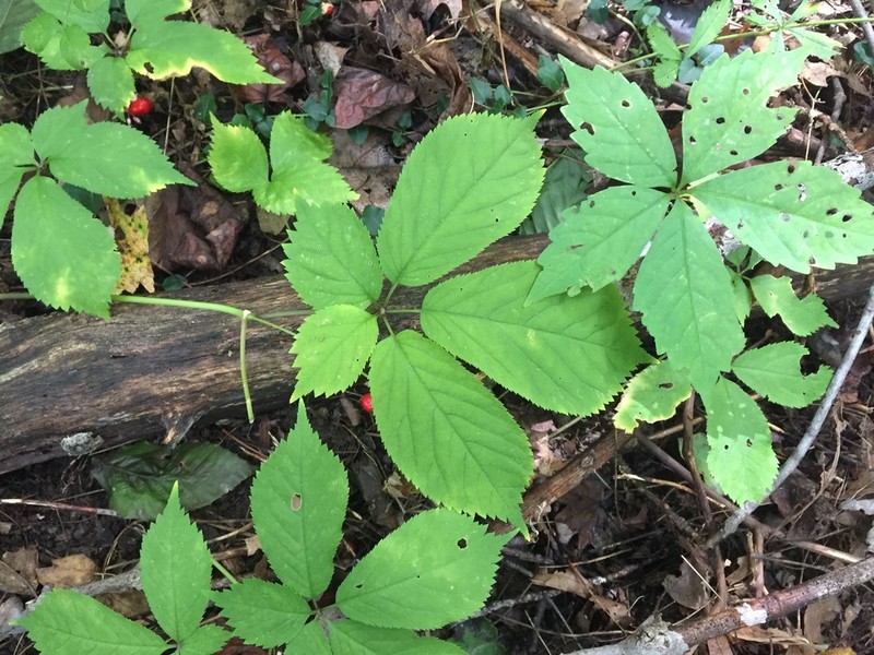 American Ginseng photo 5